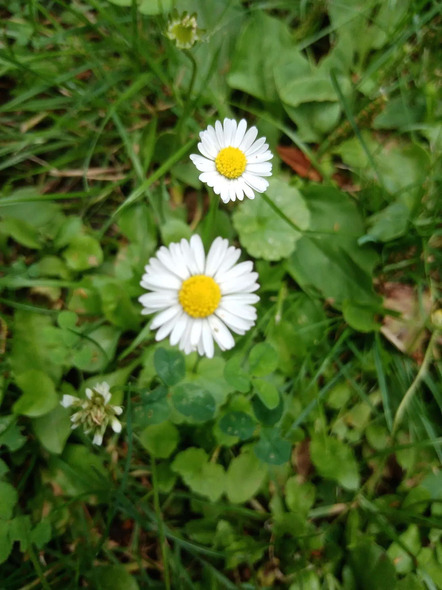 English Daisy (Bellis Perennis) — English Daisies thrive in temperate climates, flowering from early spring until the onset of summer; typically, image 101