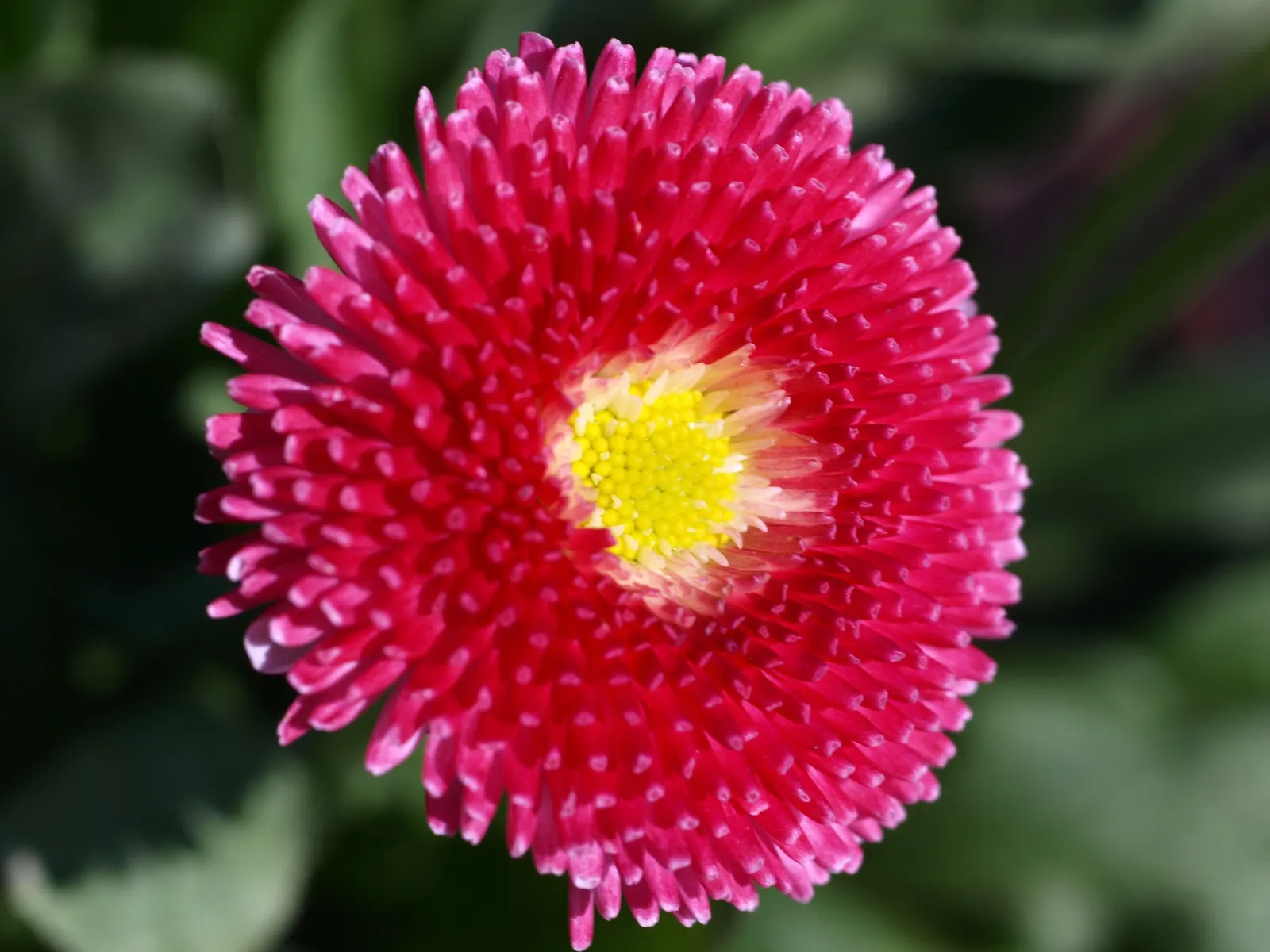 English Daisy (Bellis Perennis) — or red petals encircling a golden-yellow eye