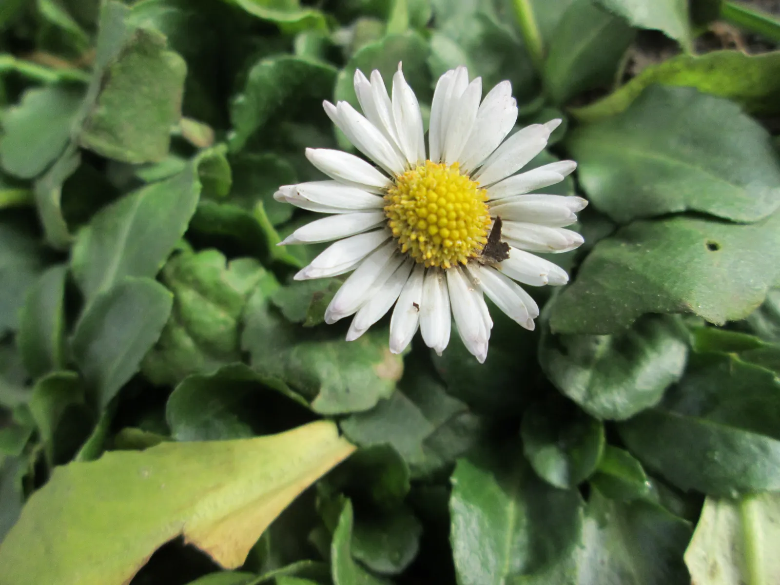 English Daisy (Bellis Perennis) — commonly known as the English Daisy; typically 1-2 inches in diameter, image 85