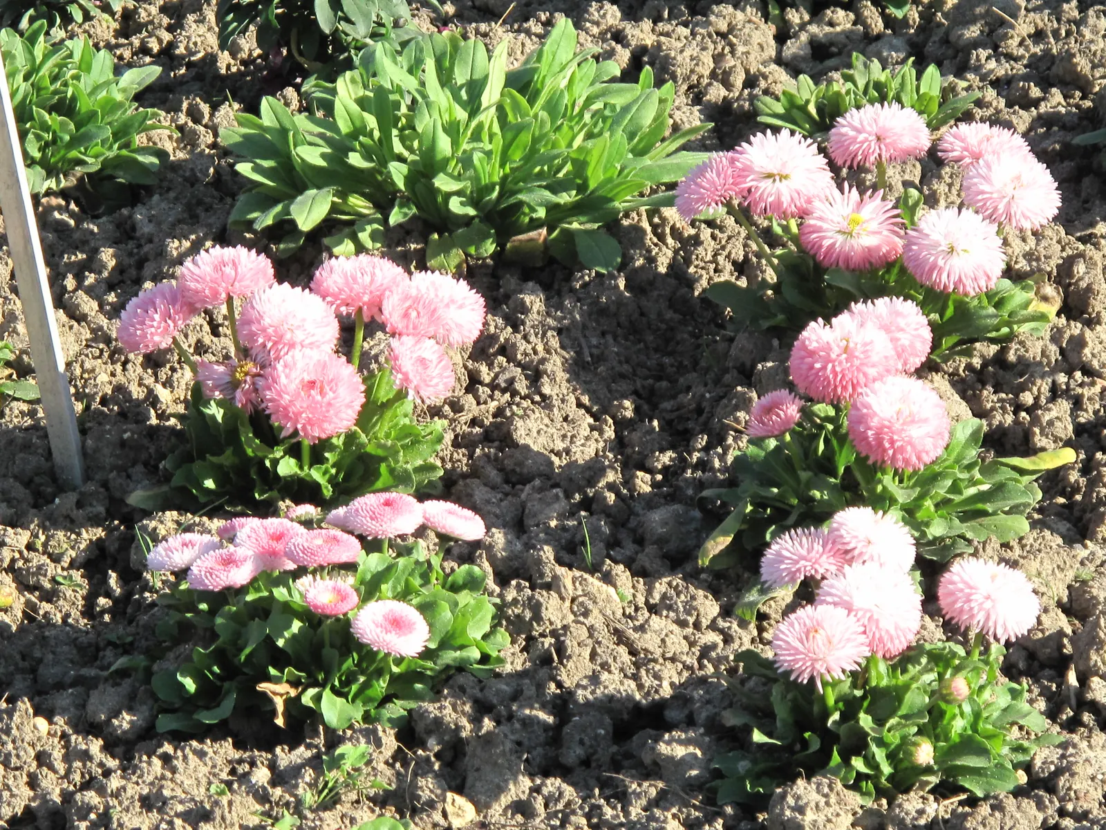 English Daisy (Bellis Perennis) — or even softening the edges of borders; they could potentially bloom all year round