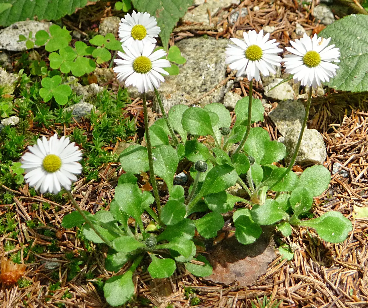 English Daisy (Bellis Perennis) — This plant is renowned for its rosette of spoon-shaped leaves and quintessential daisy-like flowers; adding a, image 68