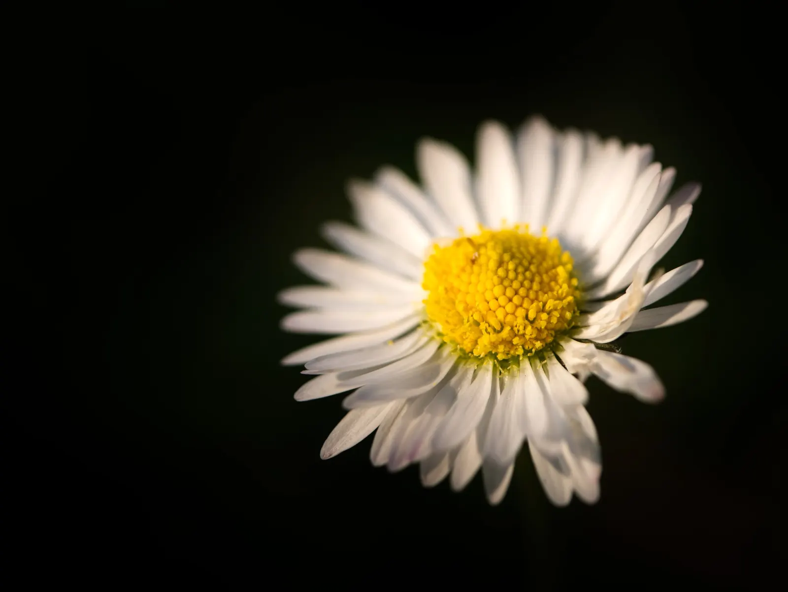 English Daisy (Bellis Perennis) — and partial shade to full sun exposure; typically 1-2 inches in diameter, image 77