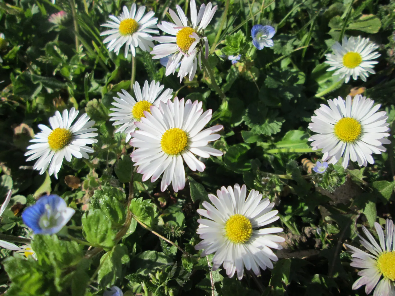 English Daisy (Bellis Perennis) — it thrives in full sun to partial shade; they could potentially bloom all year round