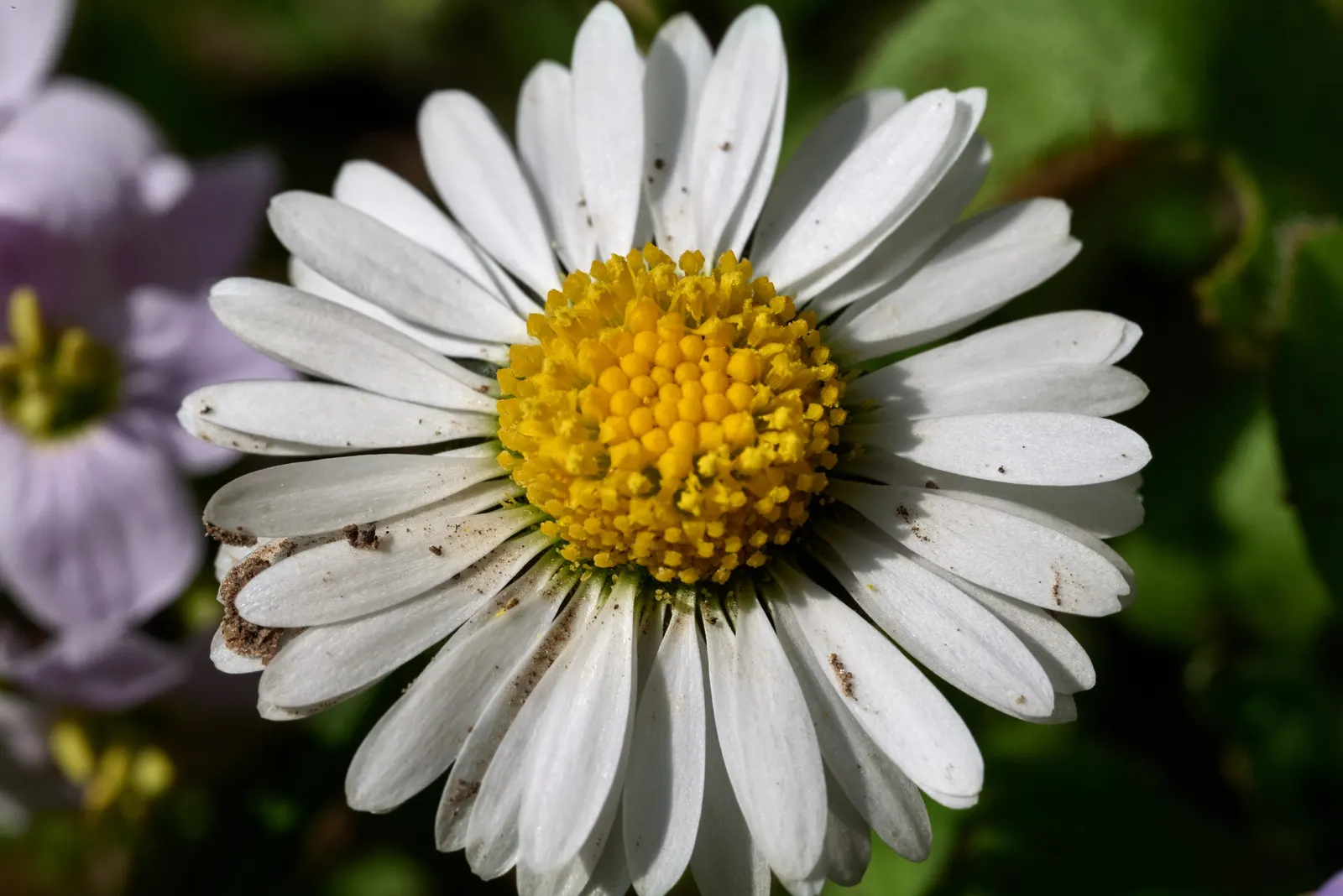 English Daisy (Bellis Perennis) — annual with white blooms; they could potentially bloom all year round