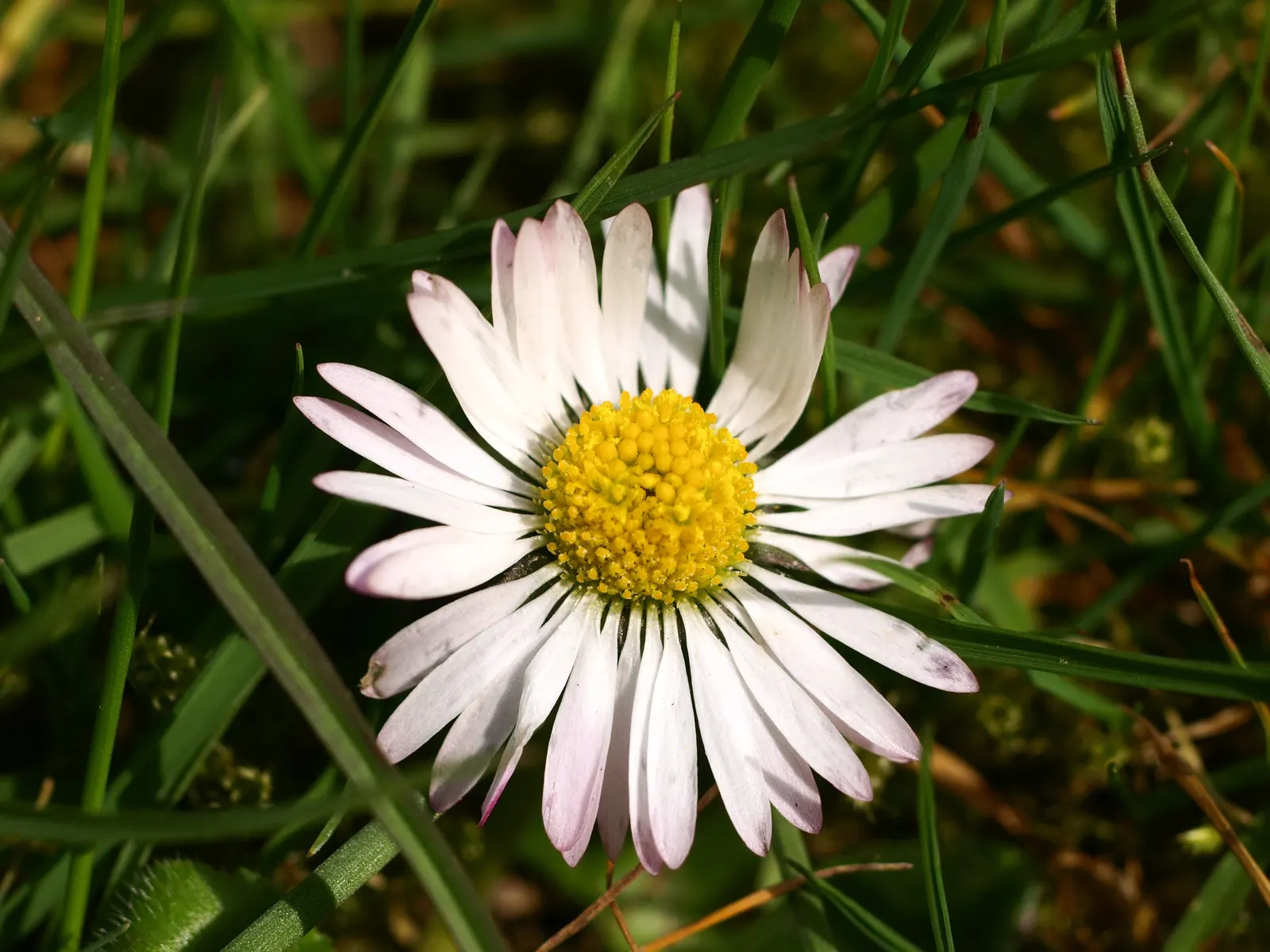 English Daisy (Bellis Perennis) — and partial shade to full sun exposure