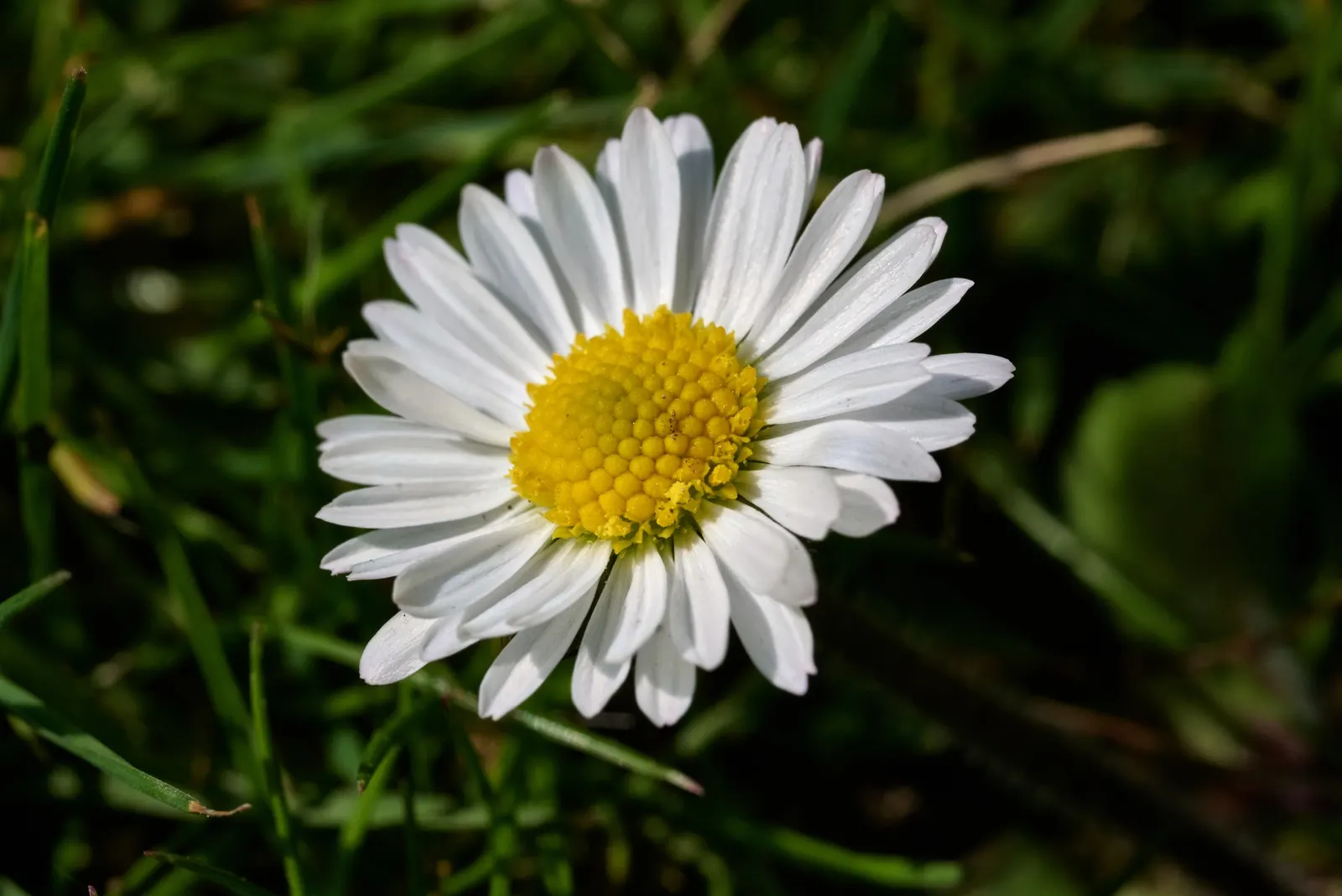 English Daisy (Bellis Perennis) — Ideal for borders, pots, or as a groundcover; typically 1-2 inches in diameter, image 65