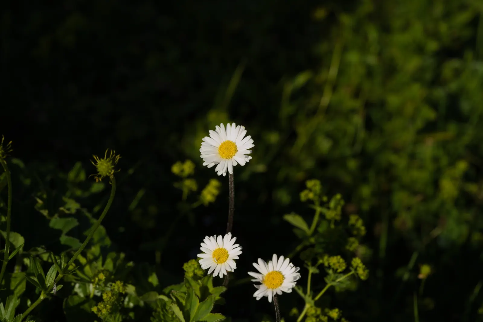 English Daisy (Bellis Perennis) — Blooms are modestly sized, commonly measuring 0.75-1.5 inches in diameter; adding a lively dimension to the, image 72