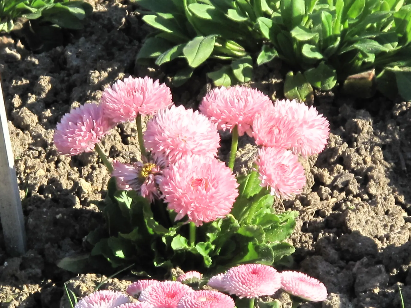 English Daisy (Bellis Perennis) — Ideal for borders, pots, or as a groundcover; typically 1-2 inches in diameter