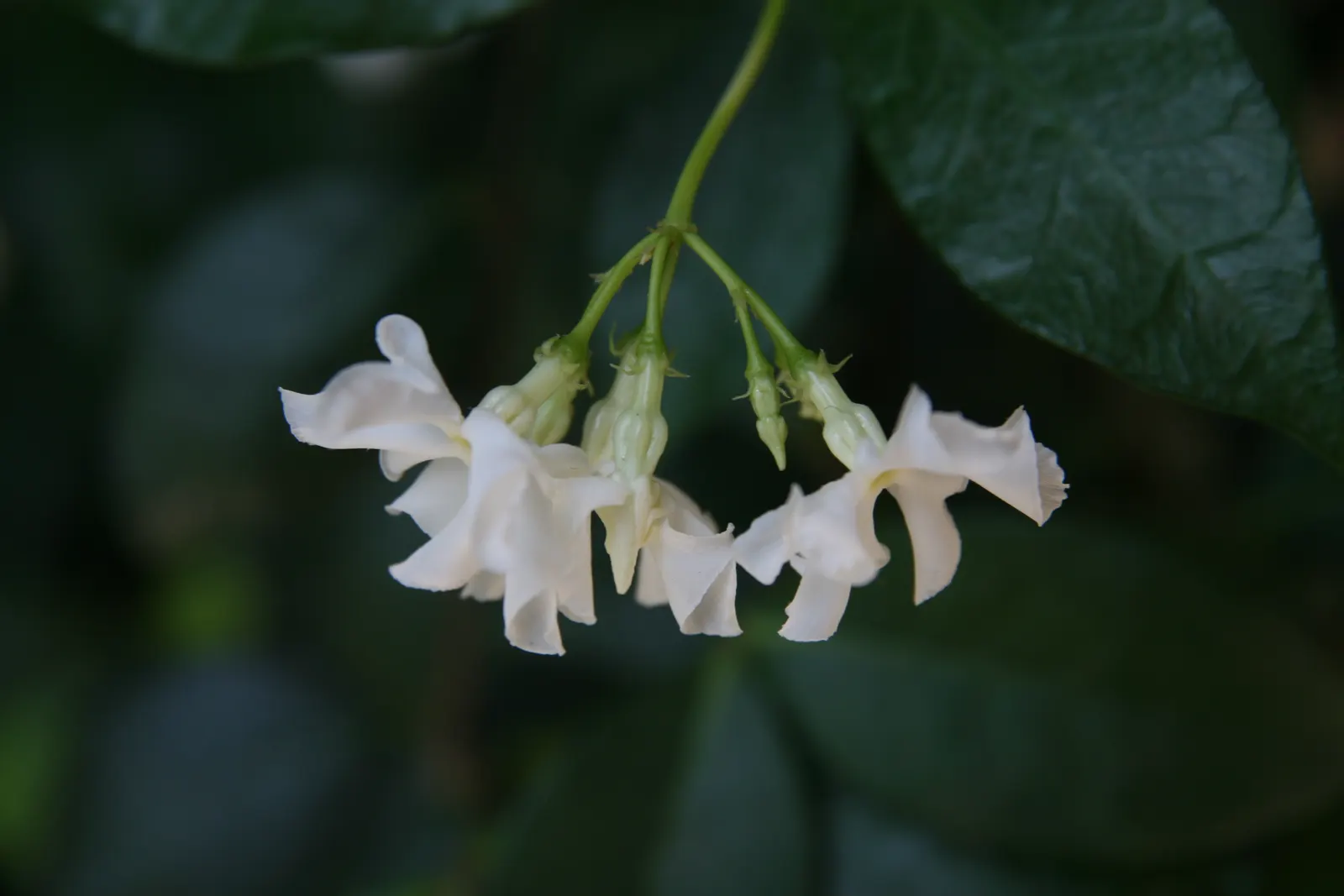Star Jasmine (Trachelospermum Jasminoides) — These delicate flowers are not only visually impressive but also emit a heady; white blossoms that can, image 75
