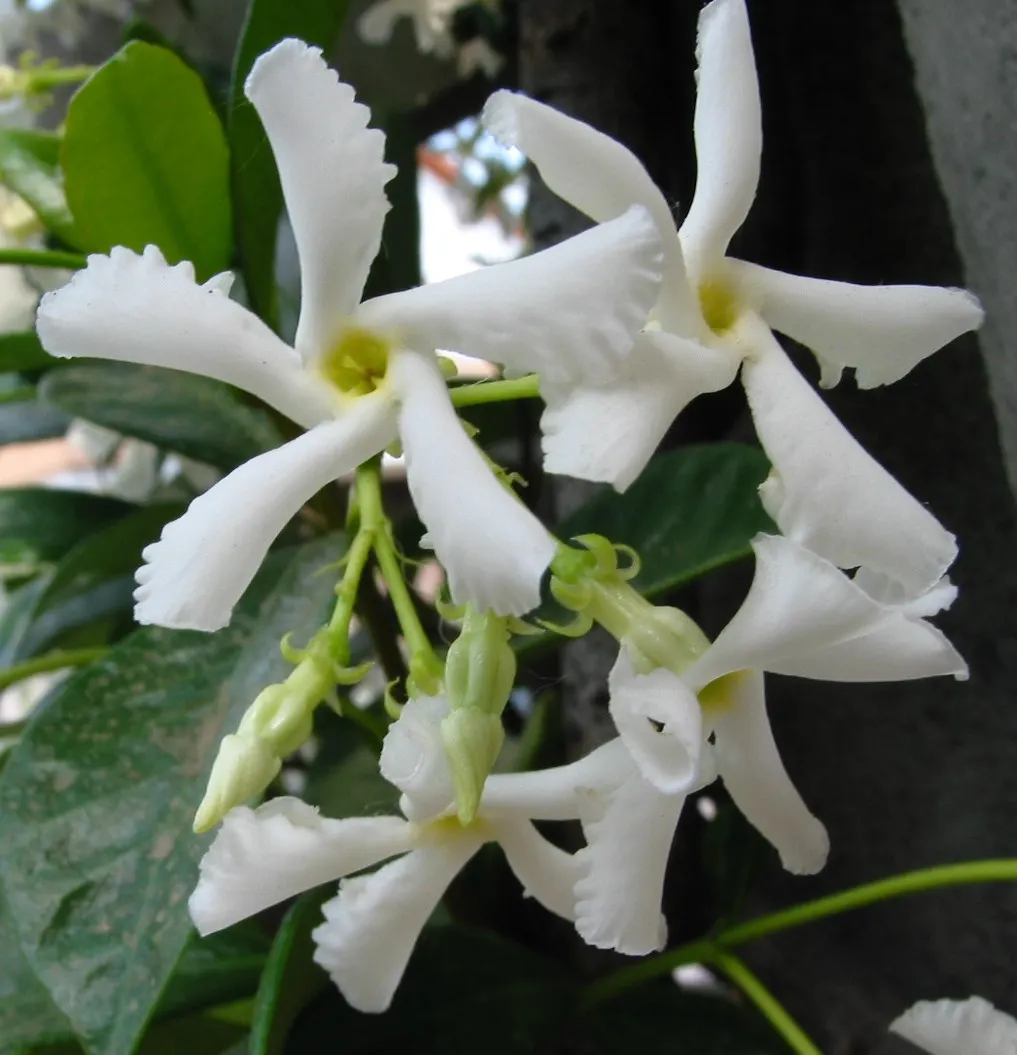Star Jasmine (Trachelospermum Jasminoides) — is an enthralling evergreen vine revered for both its stunning floral display and delightful, image 66