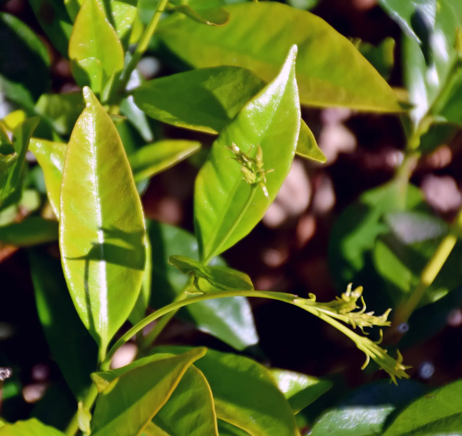 Star Jasmine (Trachelospermum Jasminoides) — but a consistent watering schedule during dry periods will keep it flourishing; <br><br>Providing, image 80