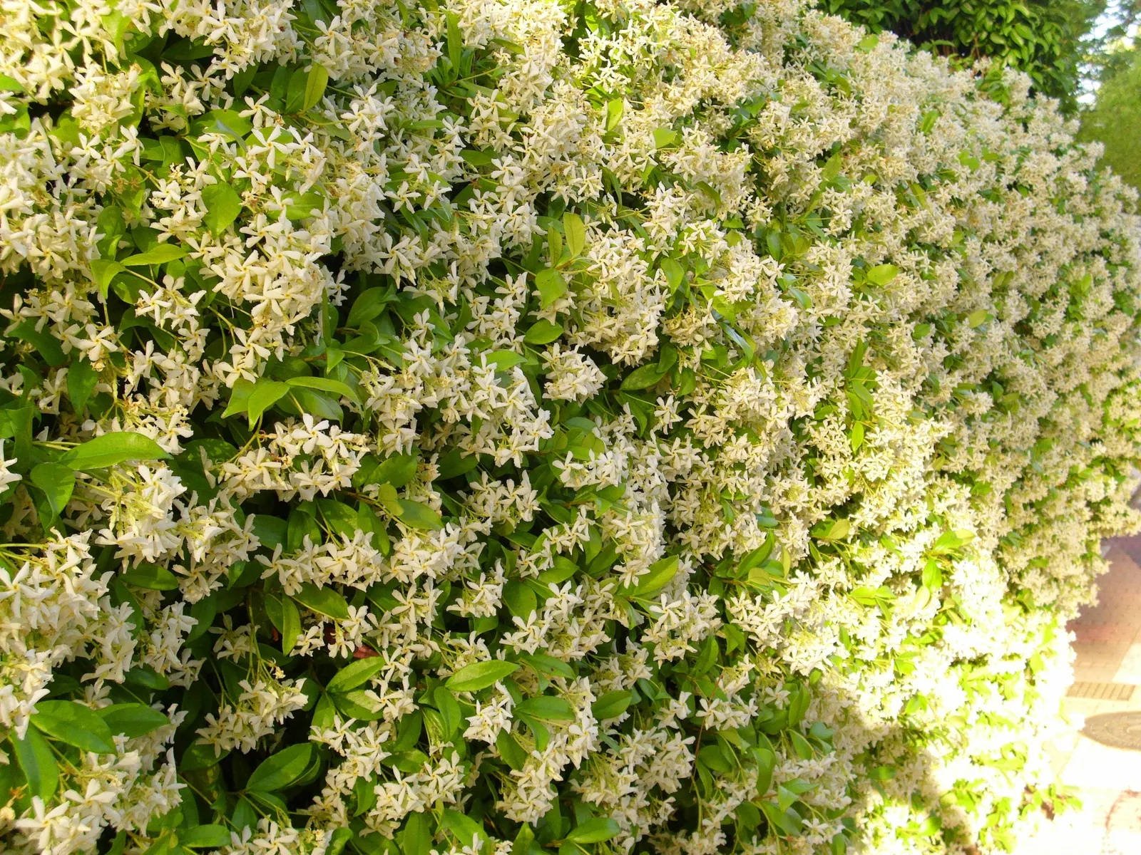 Star Jasmine (Trachelospermum Jasminoides) — white flowers in the garden; this plant can climb or spread to cover structures and surfaces to, image 82