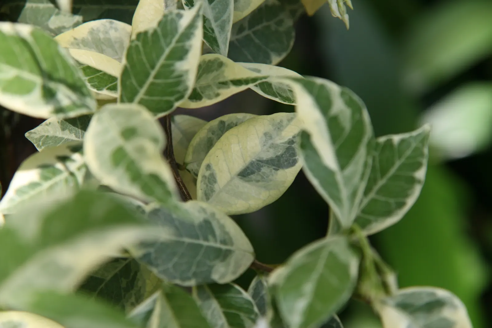 Star Jasmine (Trachelospermum Jasminoides) — It thrives in USDA zones 8-10; its glossy, dark green leaves provide a stark backdrop for the blossoms, image 89