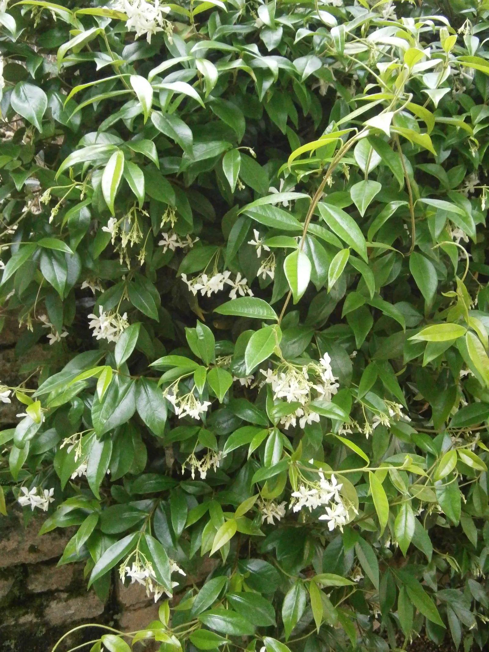 Star Jasmine (Trachelospermum Jasminoides) — star-shaped white flowers that bloom profusely in late spring to early summer; white blossoms that can, image 87