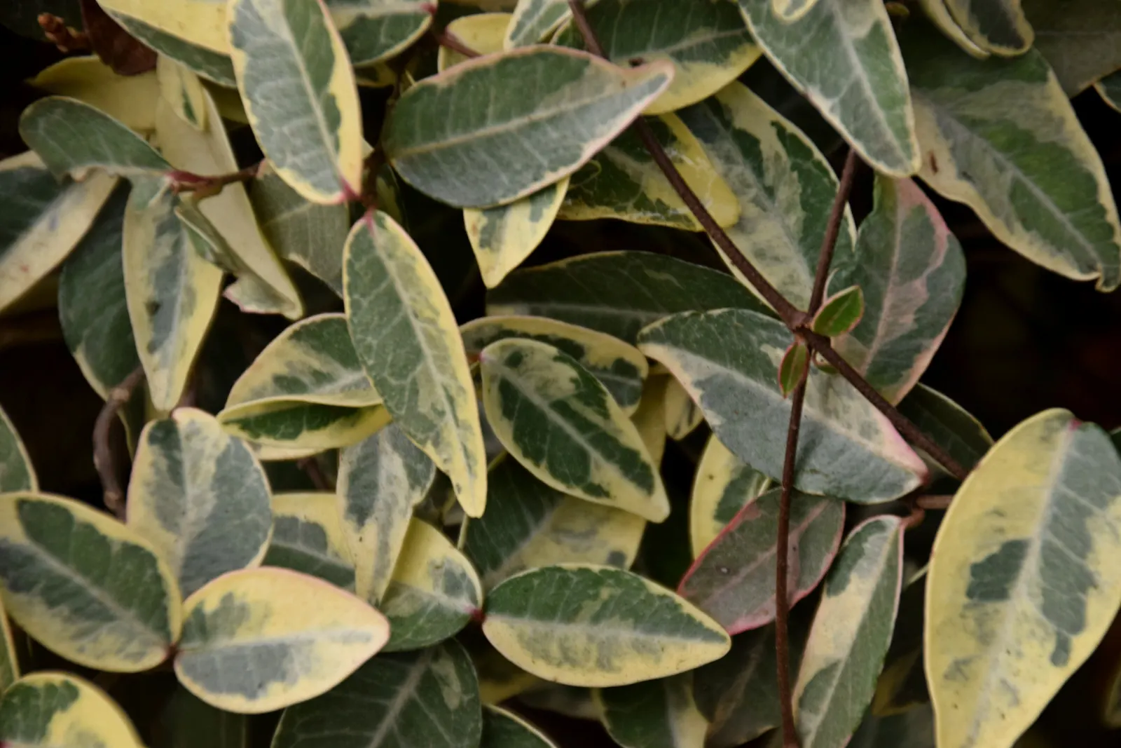 Star Jasmine (Trachelospermum Jasminoides) — with a spread of about 3 to 6 feet; <br><br>Providing year-round visual interest and seasonal, image 96