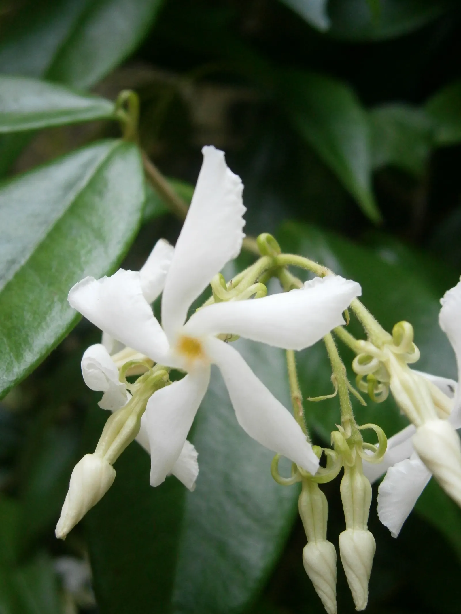 Star Jasmine (Trachelospermum Jasminoides) — Its glossy, dark green leaves provide a stark backdrop for the blossoms; <br><br>Providing year-round, image 88
