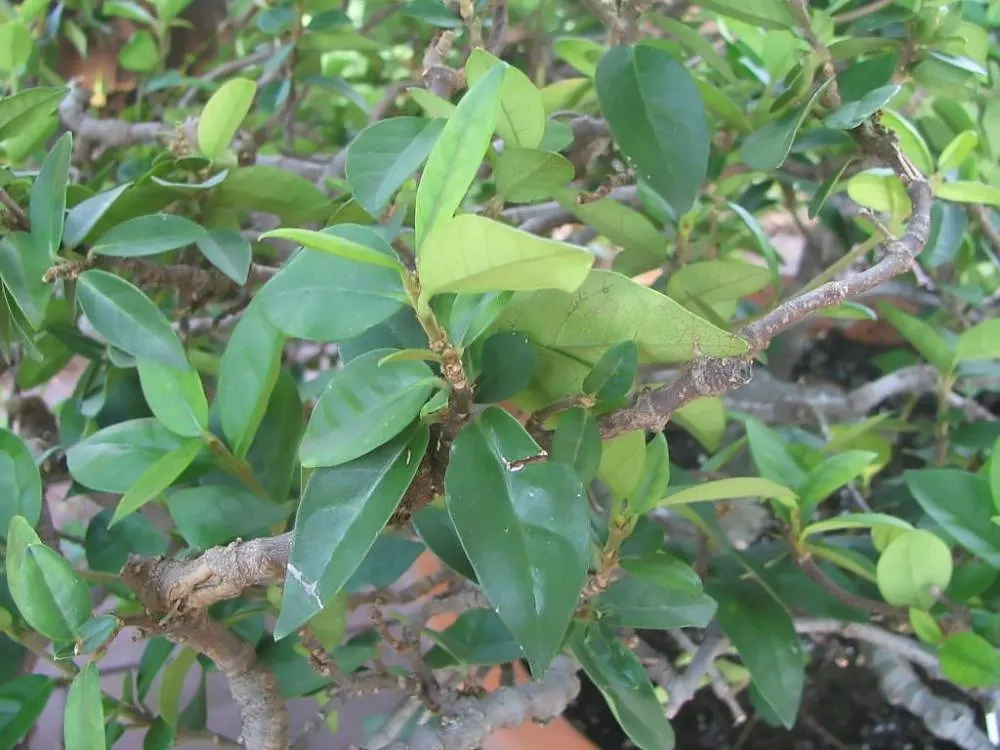 Star Jasmine (Trachelospermum Jasminoides) — can reach up to 20 feet in length; this plant can climb or spread to cover structures and surfaces to, image 62