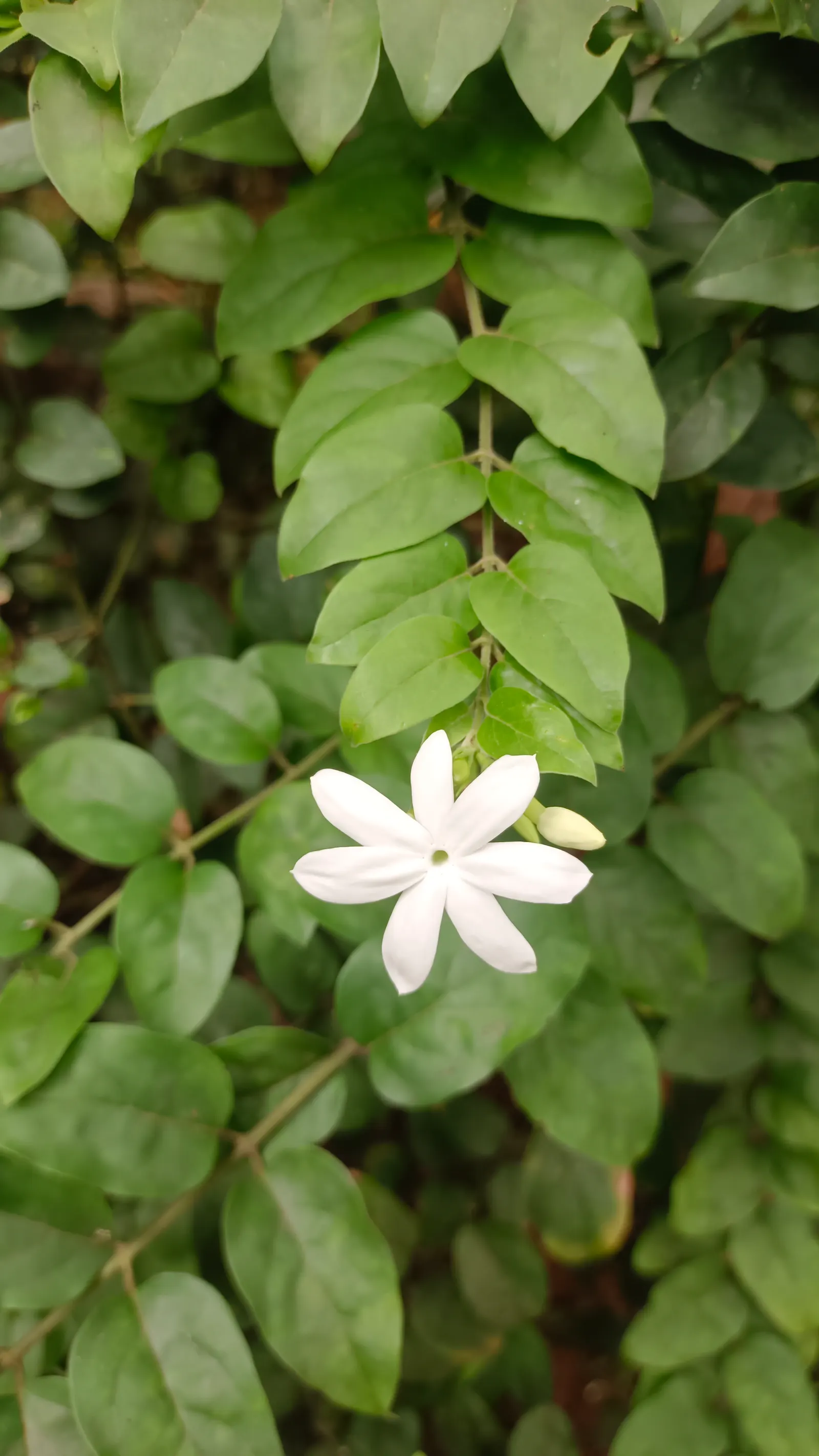 Star Jasmine (Trachelospermum Jasminoides) — Its glossy, dark green leaves provide a stark backdrop for the blossoms; <br><br>Providing year-round, image 60