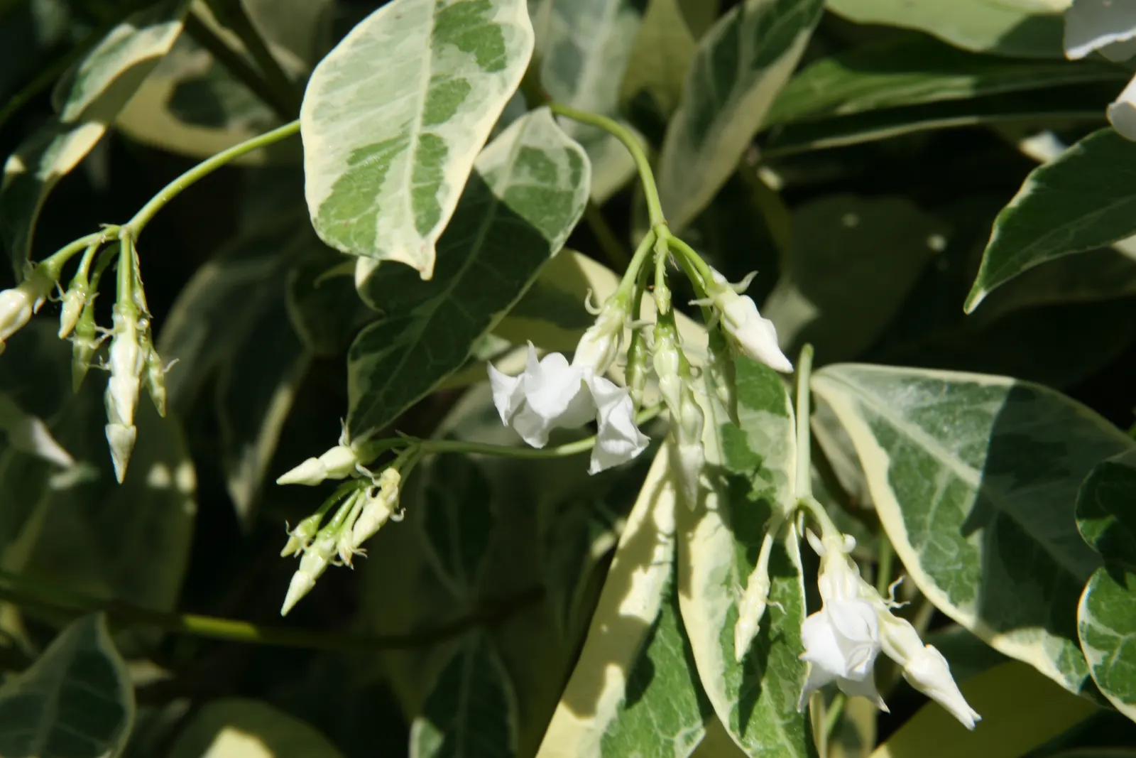 Star Jasmine (Trachelospermum Jasminoides) — ground cover / vine with white blooms; white blossoms that can reach up to 1 inch in diameter, image 83