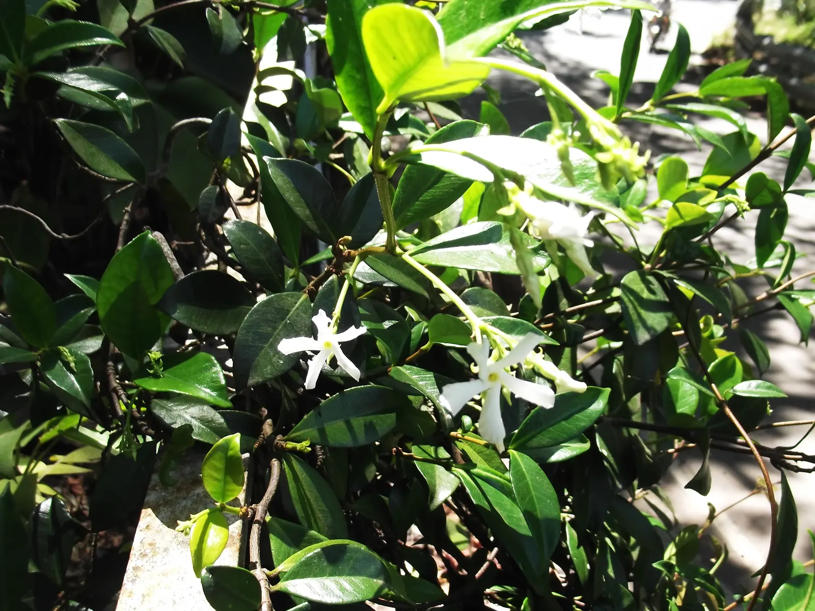 Star Jasmine (Trachelospermum Jasminoides) — making it an excellent choice for trellises; its glossy, dark green leaves provide a stark backdrop, image 97