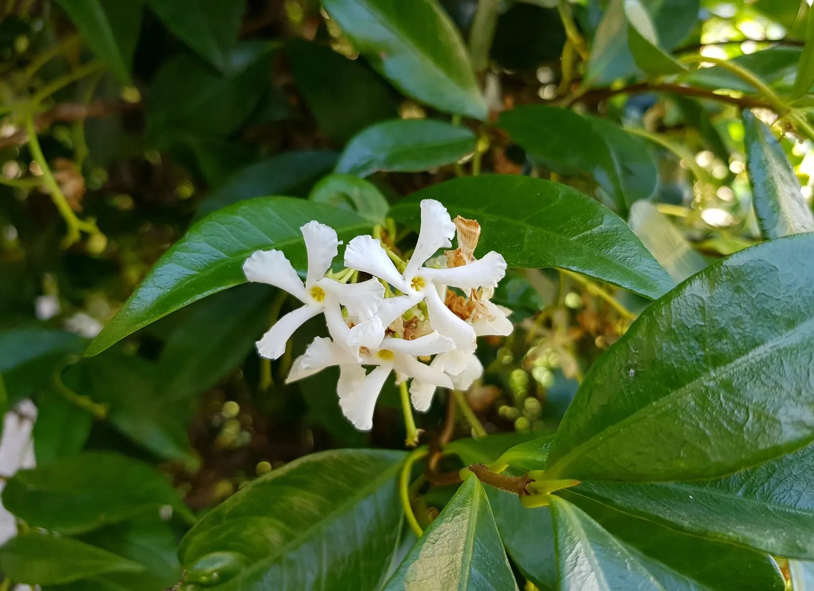 Star Jasmine (Trachelospermum Jasminoides) — white blossoms that can reach up to 1 inch in diameter; this plant can climb or spread to cover, image 102