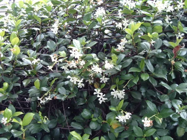 Star Jasmine (Trachelospermum Jasminoides) — It prefers being planted in well-draining soil, ideally positioned in full sun to partial shade, image 76