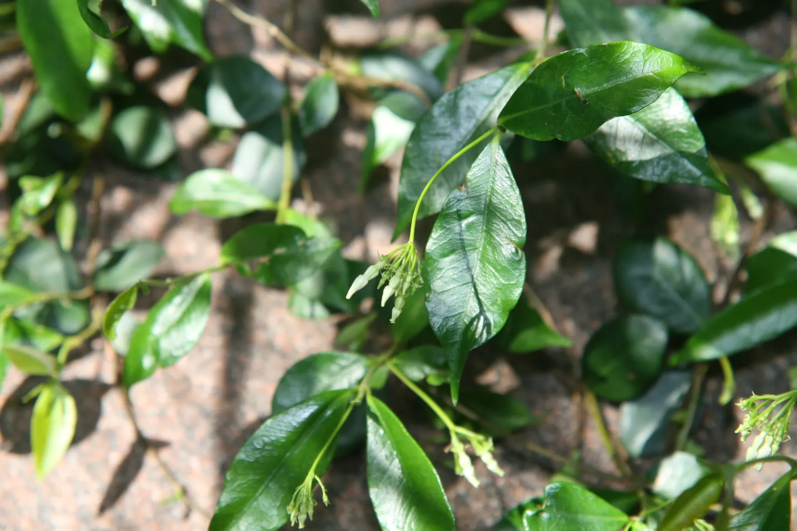 Star Jasmine (Trachelospermum Jasminoides) — with a spread of about 3 to 6 feet; <br><br>Providing year-round visual interest and seasonal, image 68