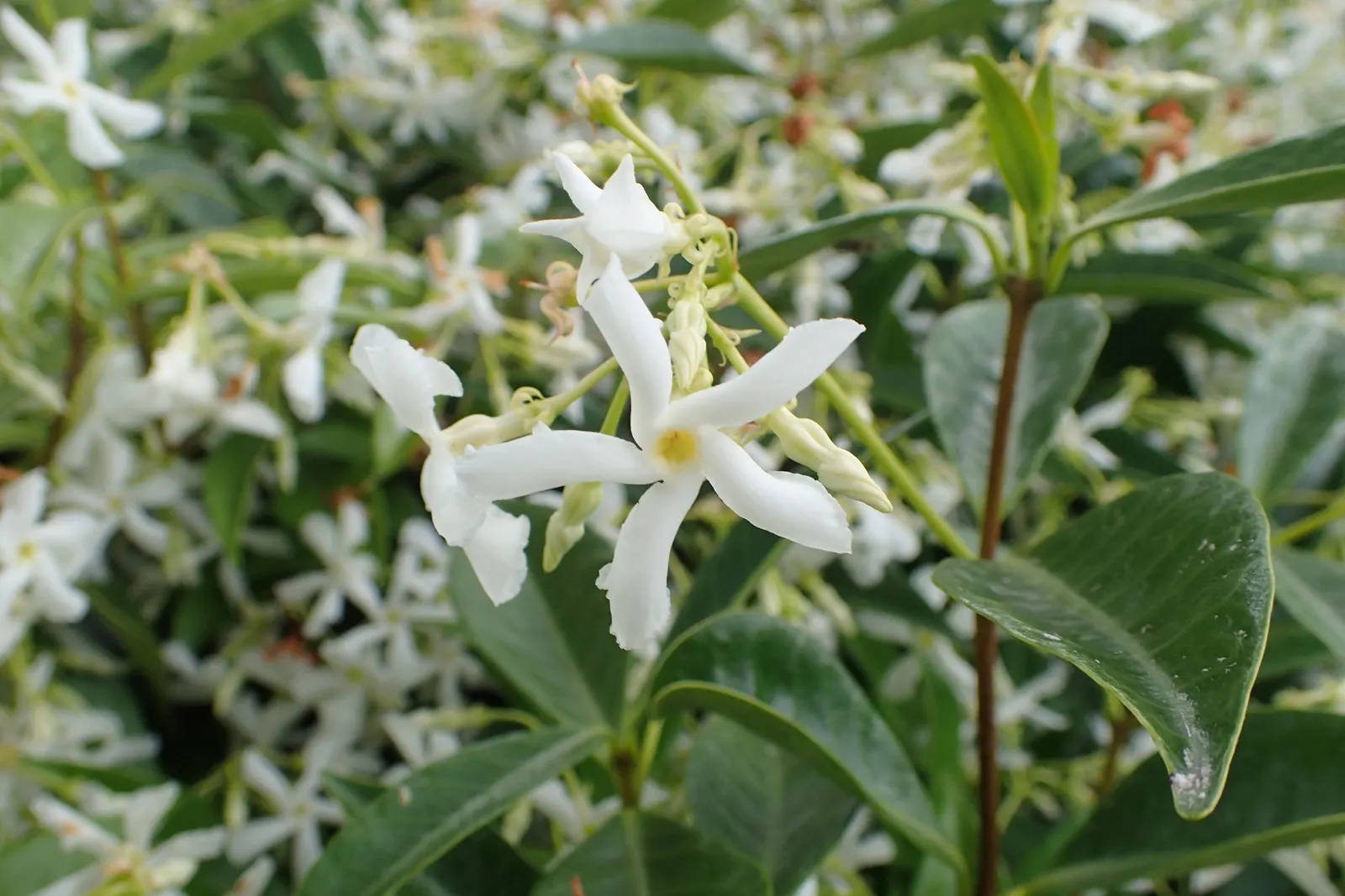Star Jasmine (Trachelospermum Jasminoides) — making it an excellent choice for trellises; its glossy, dark green leaves provide a stark backdrop, image 69