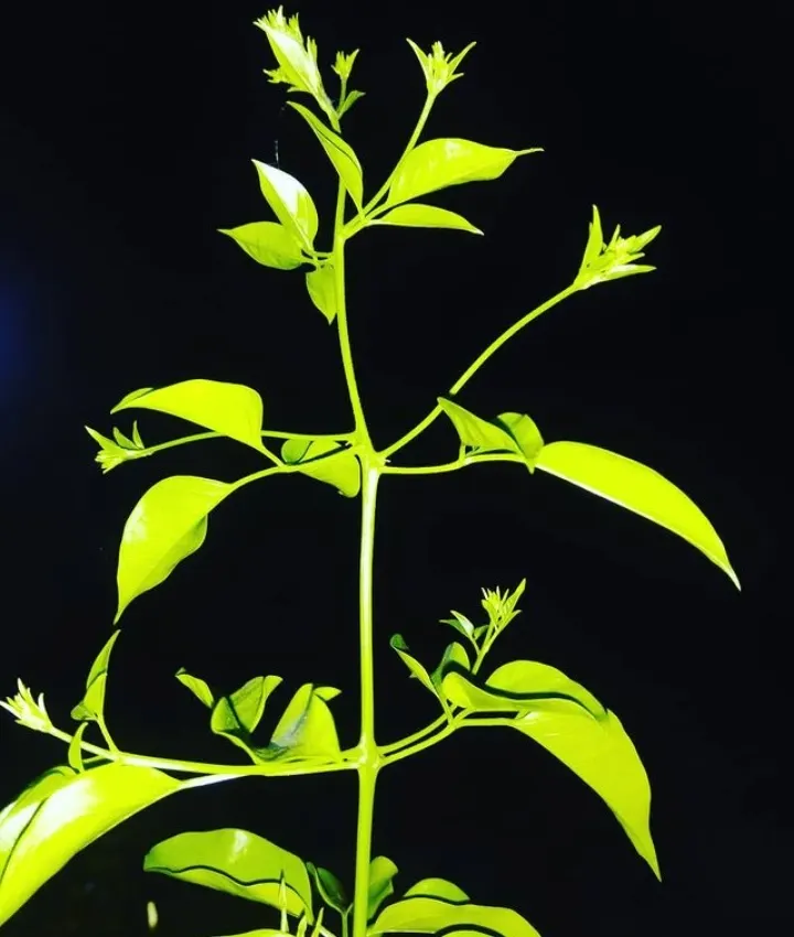 Star Jasmine (Trachelospermum Jasminoides) — and requires well-drained soil and full to partial sun exposure for optimal growth; white blossoms, image 63