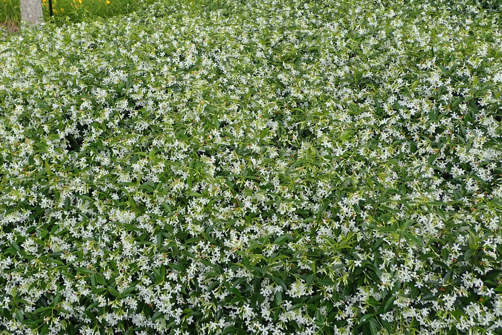 Star Jasmine (Trachelospermum Jasminoides) — this plant can climb or spread to cover structures and surfaces to approximately 20 feet in length, image 67