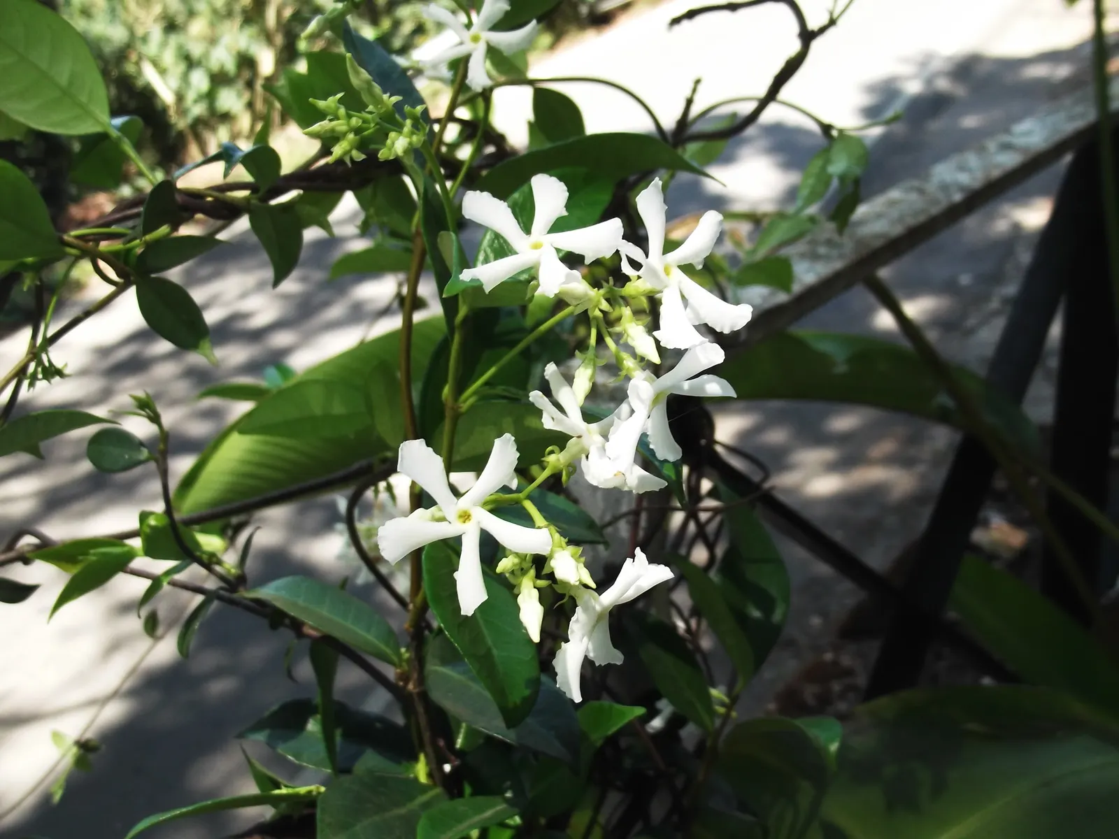 Star Jasmine (Trachelospermum Jasminoides) — Come late spring and early summer; <br><br>Providing year-round visual interest and seasonal olfactory, image 100
