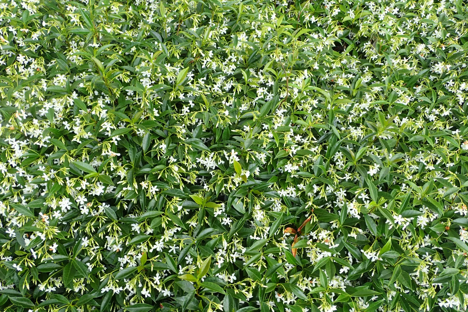 Star Jasmine (Trachelospermum Jasminoides) — and fences.<br><br>Star Jasmine shines with glossy; this plant can climb or spread to cover structures, image 70