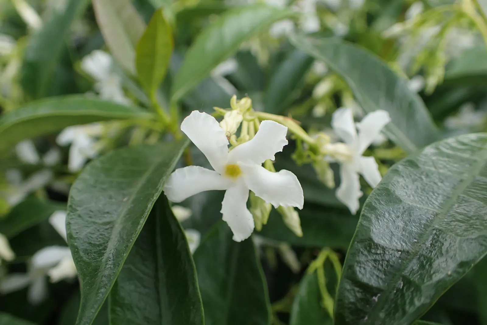 Star Jasmine (Trachelospermum Jasminoides) — Come late spring and early summer; <br><br>Providing year-round visual interest and seasonal olfactory, image 72