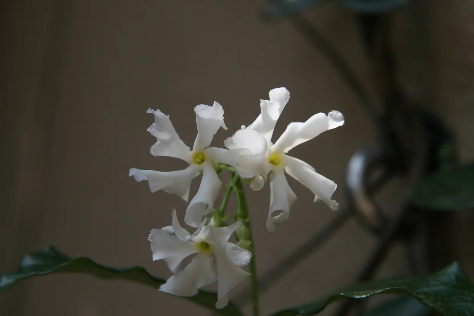 Star Jasmine (Trachelospermum Jasminoides) — dark green oval leaves measuring around 2 to 3 inches in length; white blossoms that can reach up to 1, image 71