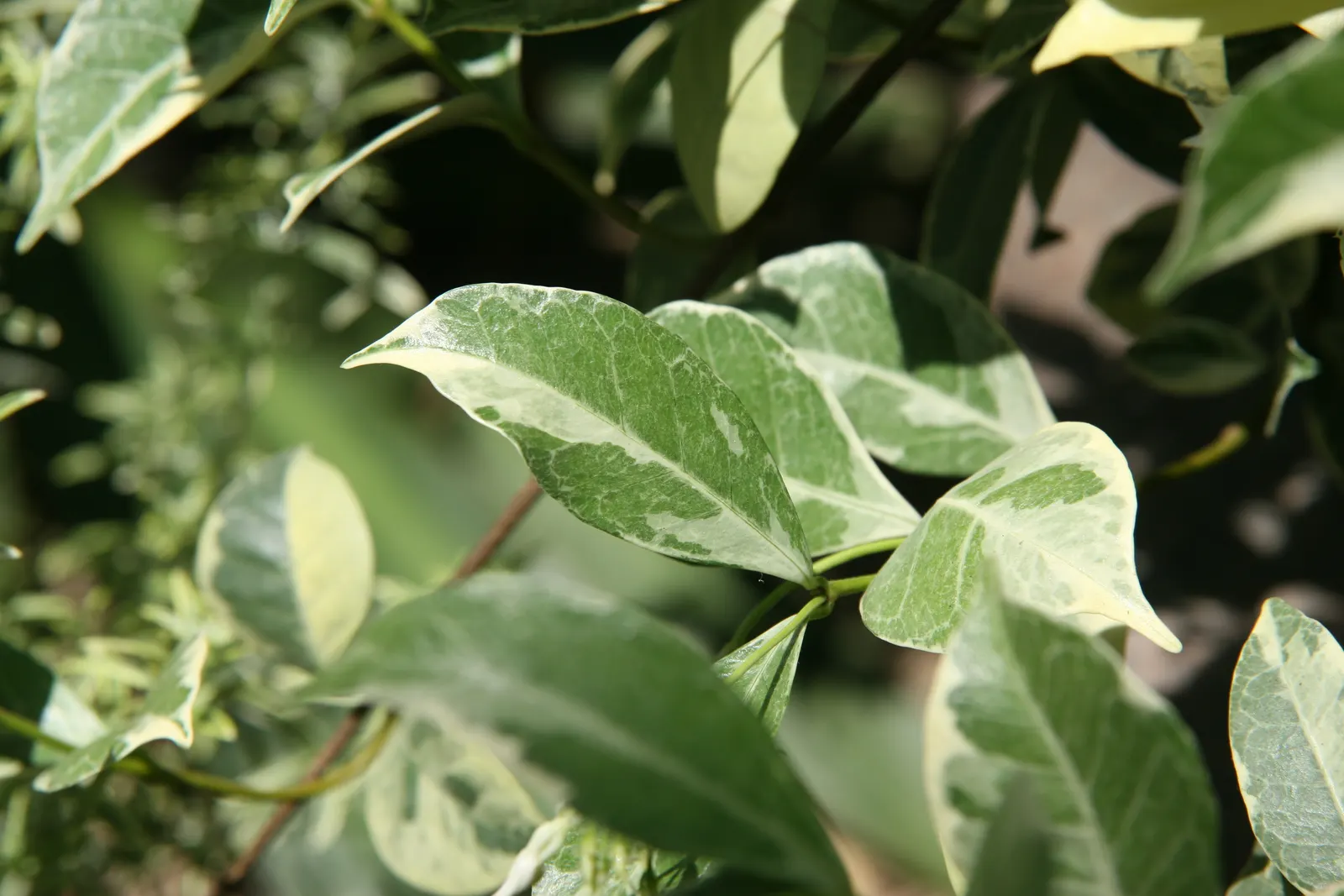 Star Jasmine (Trachelospermum Jasminoides) — popularly known as Star Jasmine; its glossy, dark green leaves provide a stark backdrop for the, image 85