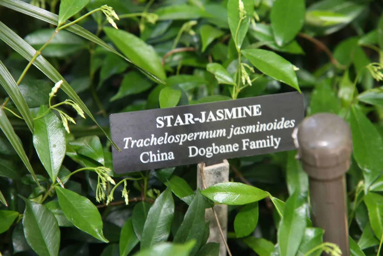 Star Jasmine (Trachelospermum Jasminoides) — it bursts into life with an abundance of star-shaped; its glossy, dark green leaves provide a stark, image 73