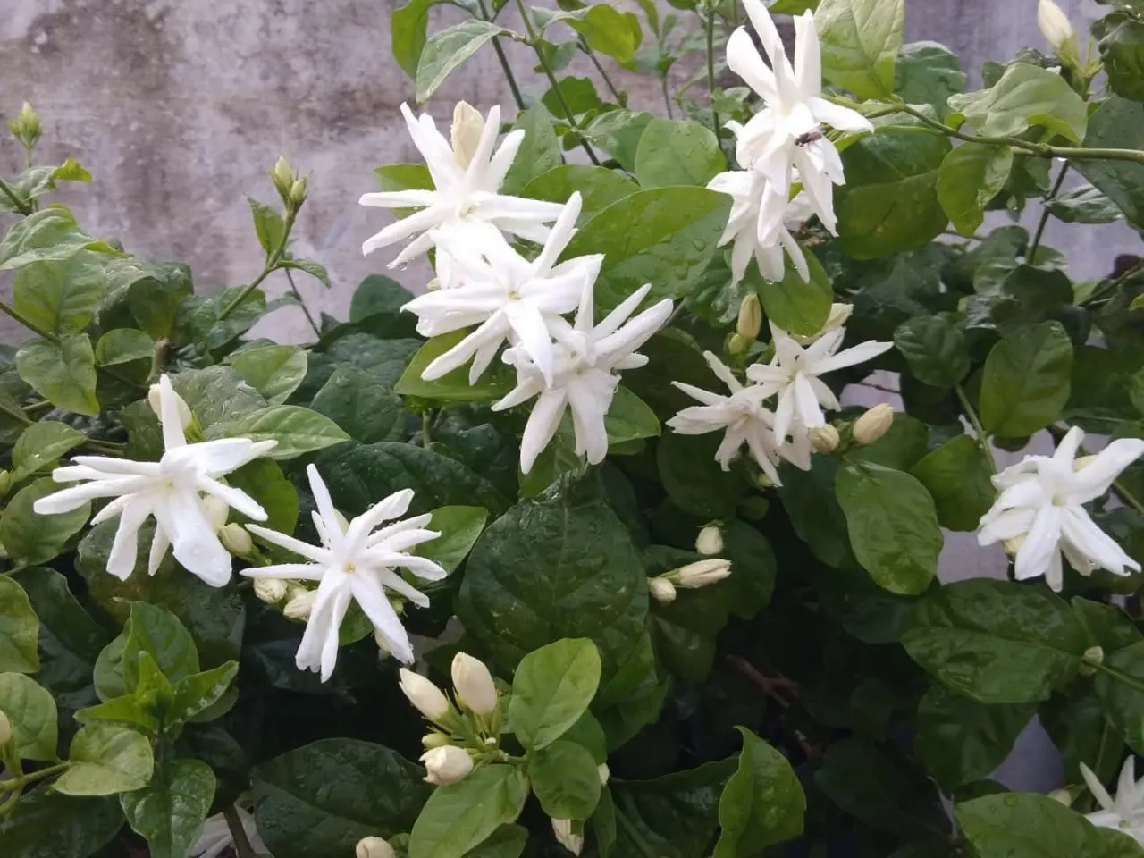 Star Jasmine (Trachelospermum Jasminoides) — is an evergreen climbing vine admired for its fragrant; this plant can climb or spread to cover, image 58