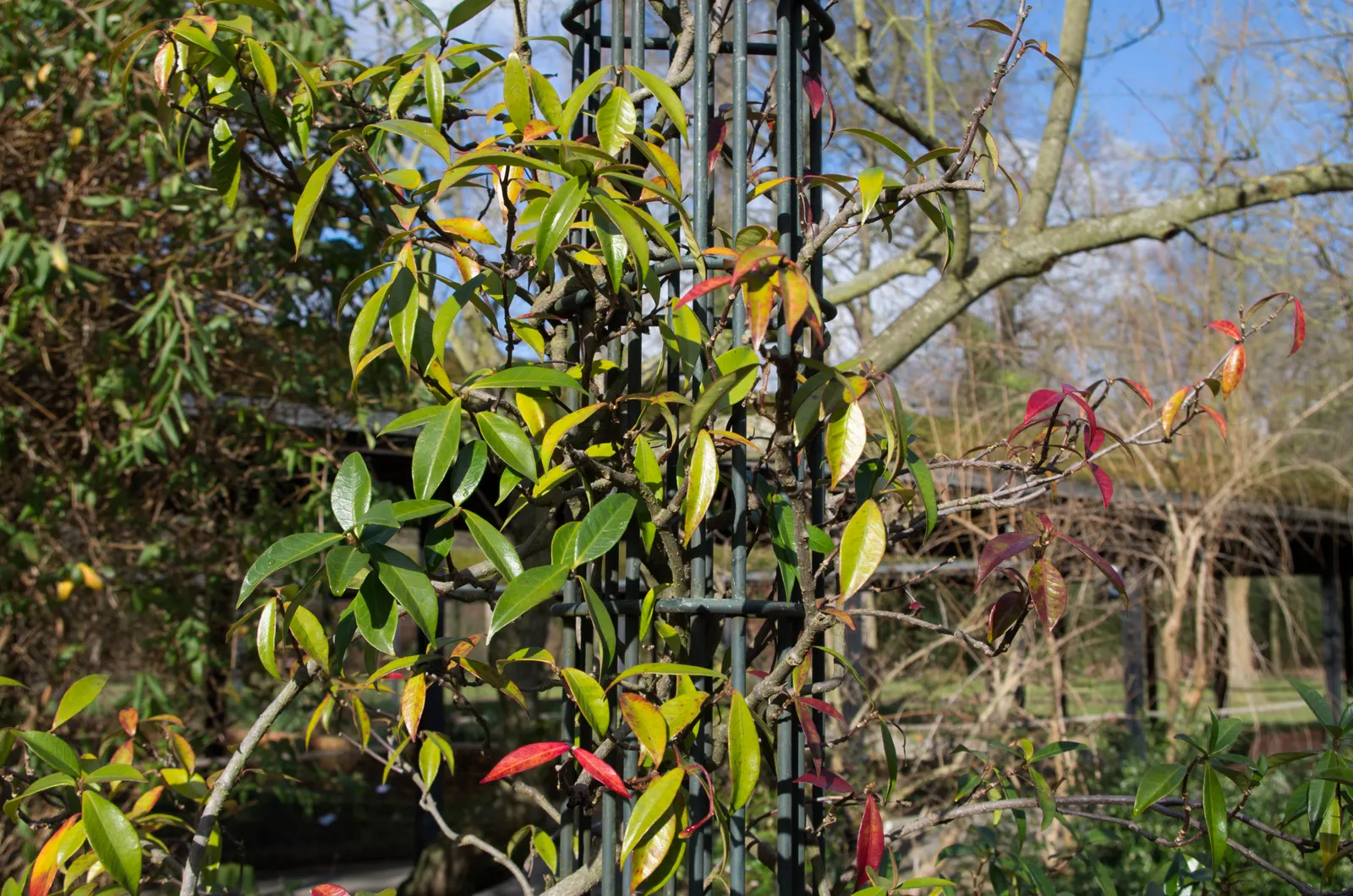 Star Jasmine (Trachelospermum Jasminoides) — <br><br>Providing year-round visual interest and seasonal olfactory delight; its glossy, dark green, image 81