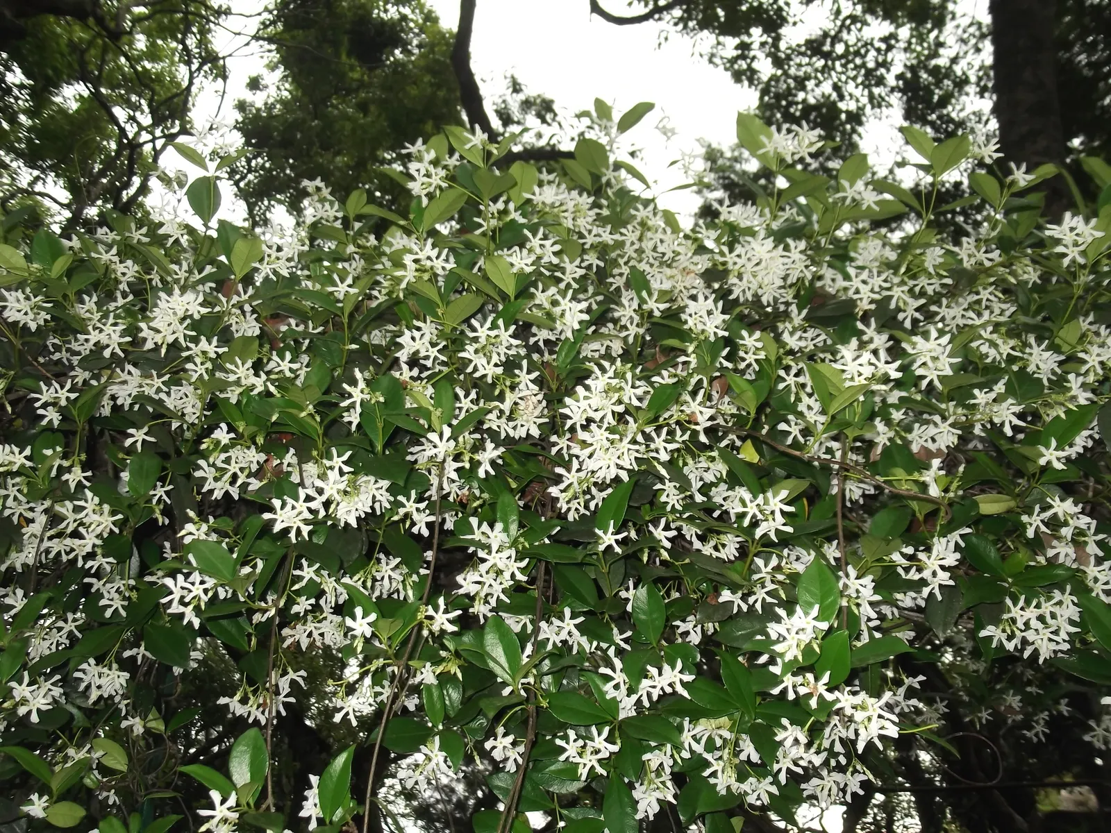 Star Jasmine (Trachelospermum Jasminoides) — and fences.<br><br>Star Jasmine shines with glossy; this plant can climb or spread to cover structures, image 98
