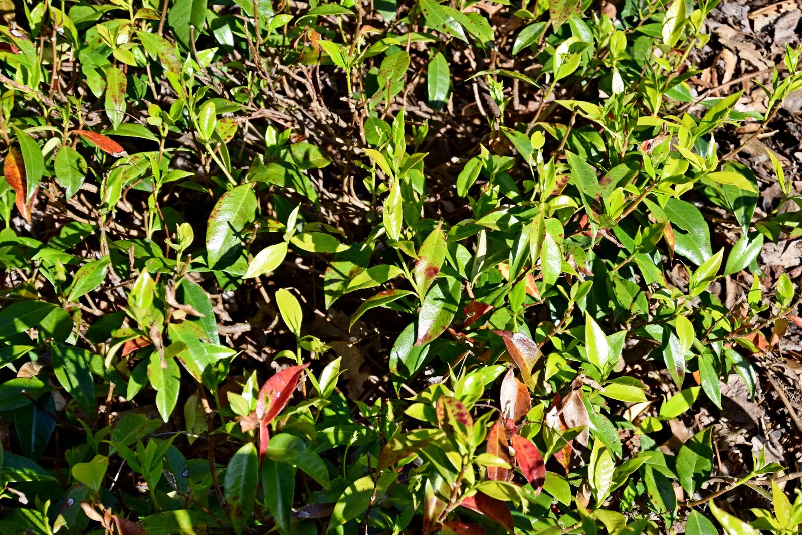 Star Jasmine (Trachelospermum Jasminoides) — ground cover / vine for full or half or shade; <br><br>Providing year-round visual interest and, image 84