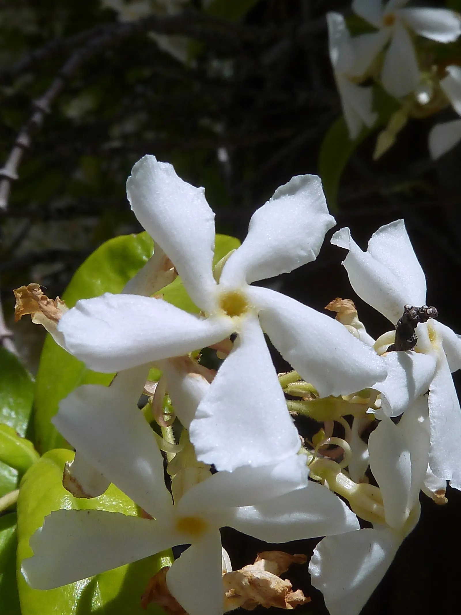 Star Jasmine (Trachelospermum Jasminoides) — commonly known as Star Jasmine; its glossy, dark green leaves provide a stark backdrop for the blossoms, image 65