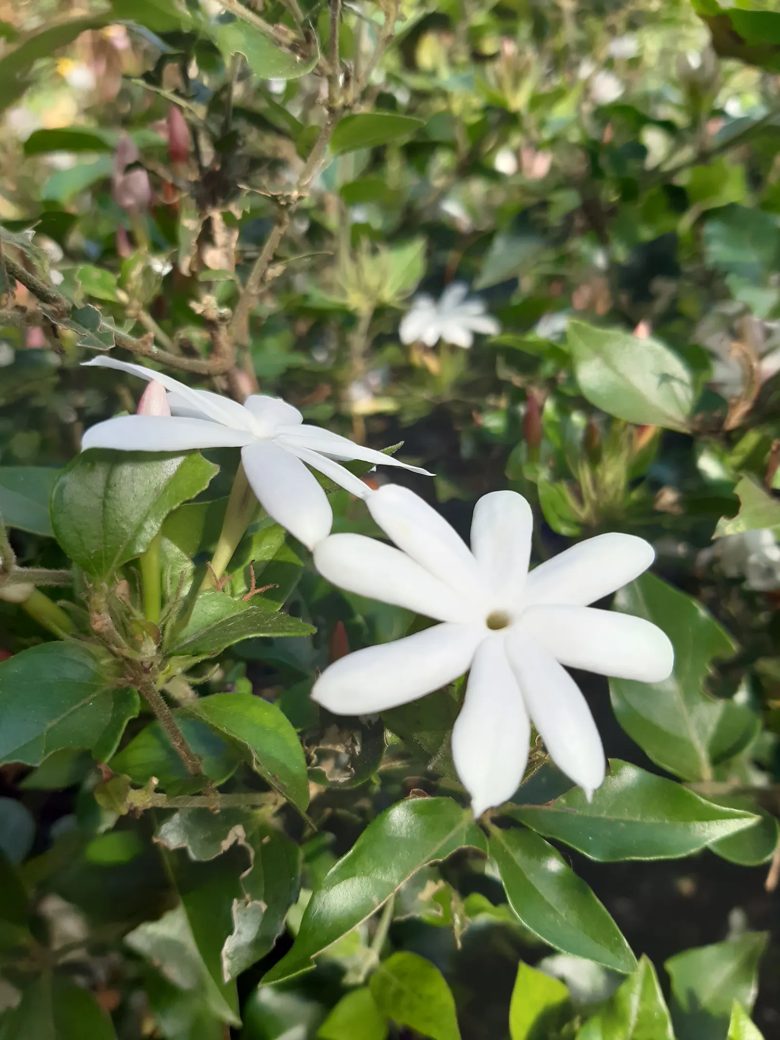Star Jasmine (Trachelospermum Jasminoides) — ground cover / vine for full or half or shade; <br><br>Providing year-round visual interest and seasonal olfactory