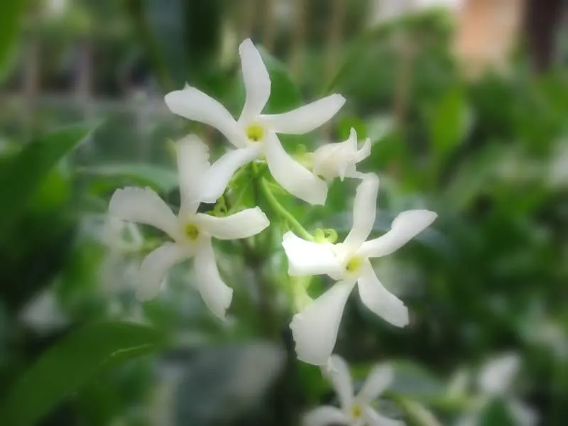 Star Jasmine (Trachelospermum Jasminoides) — Its drought tolerance is moderate; white blossoms that can reach up to 1 inch in diameter, image 79