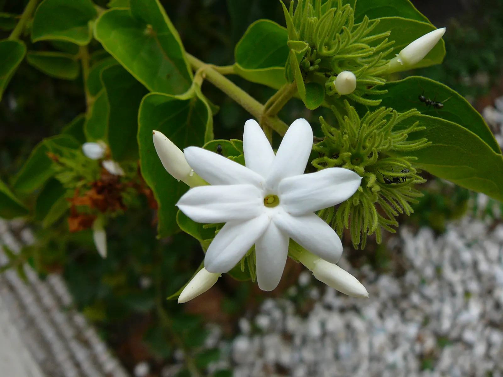 Star Jasmine (Trachelospermum Jasminoides) — popularly known as Star Jasmine; its glossy, dark green leaves provide a stark backdrop for the, image 57
