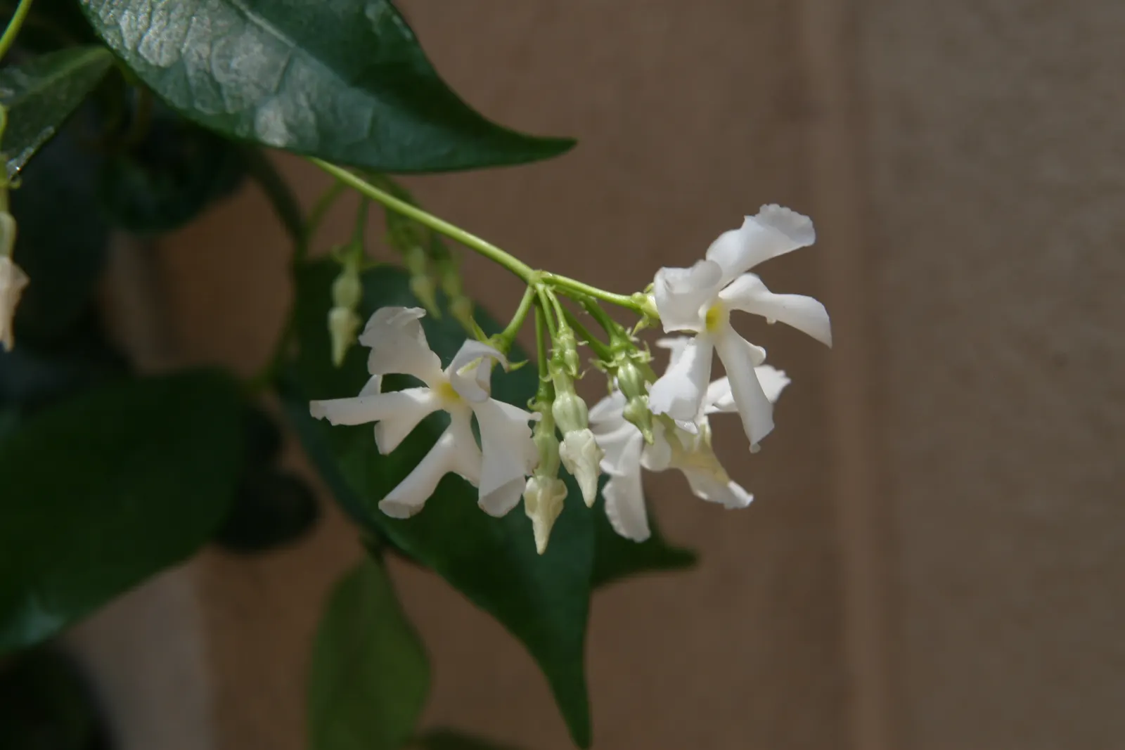 Star Jasmine (Trachelospermum Jasminoides) — white blossoms that can reach up to 1 inch in diameter; this plant can climb or spread to cover, image 74