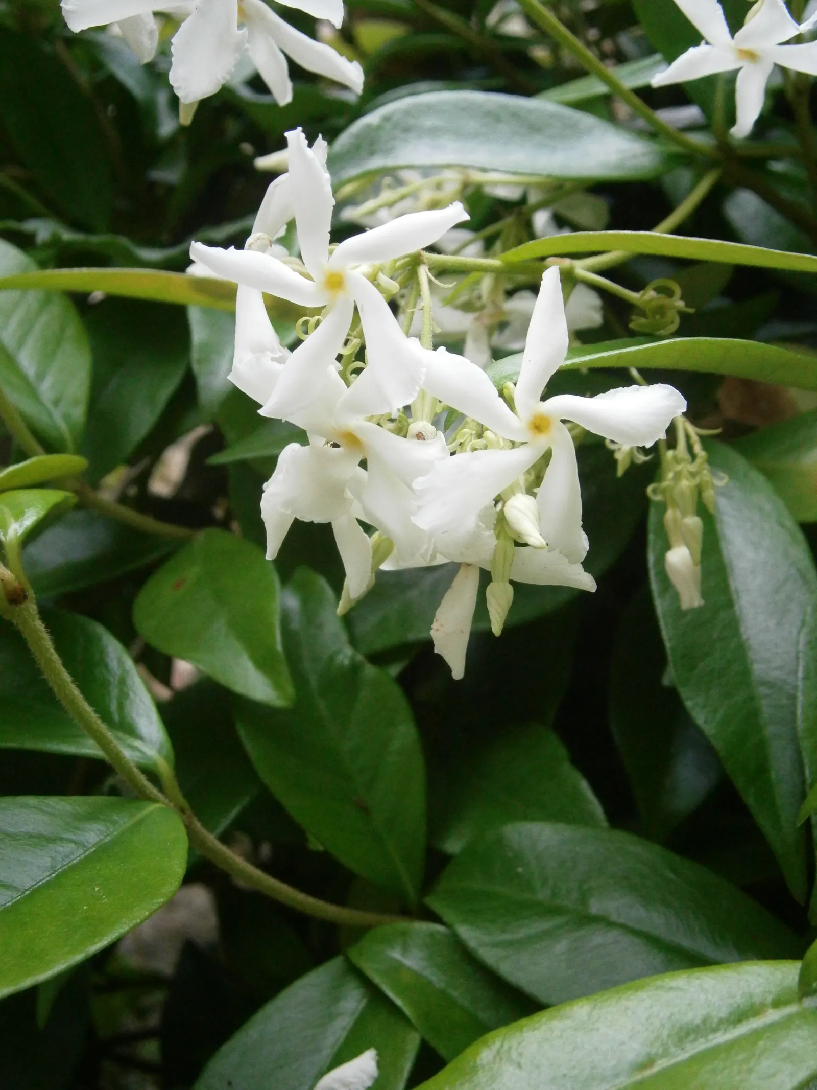 Star Jasmine (Trachelospermum Jasminoides) — When designing with this plant, consider its need for support structures if vertical growth is, image 77