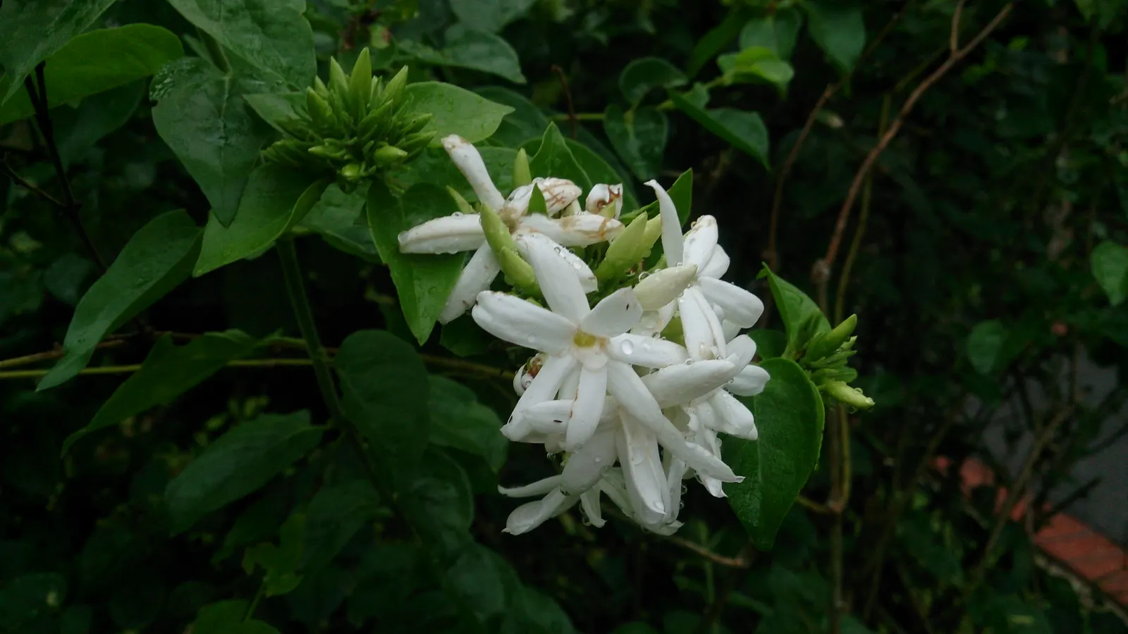 Star Jasmine (Trachelospermum Jasminoides) — star-shaped white flowers that bloom profusely in late spring to early summer; white blossoms that can, image 59
