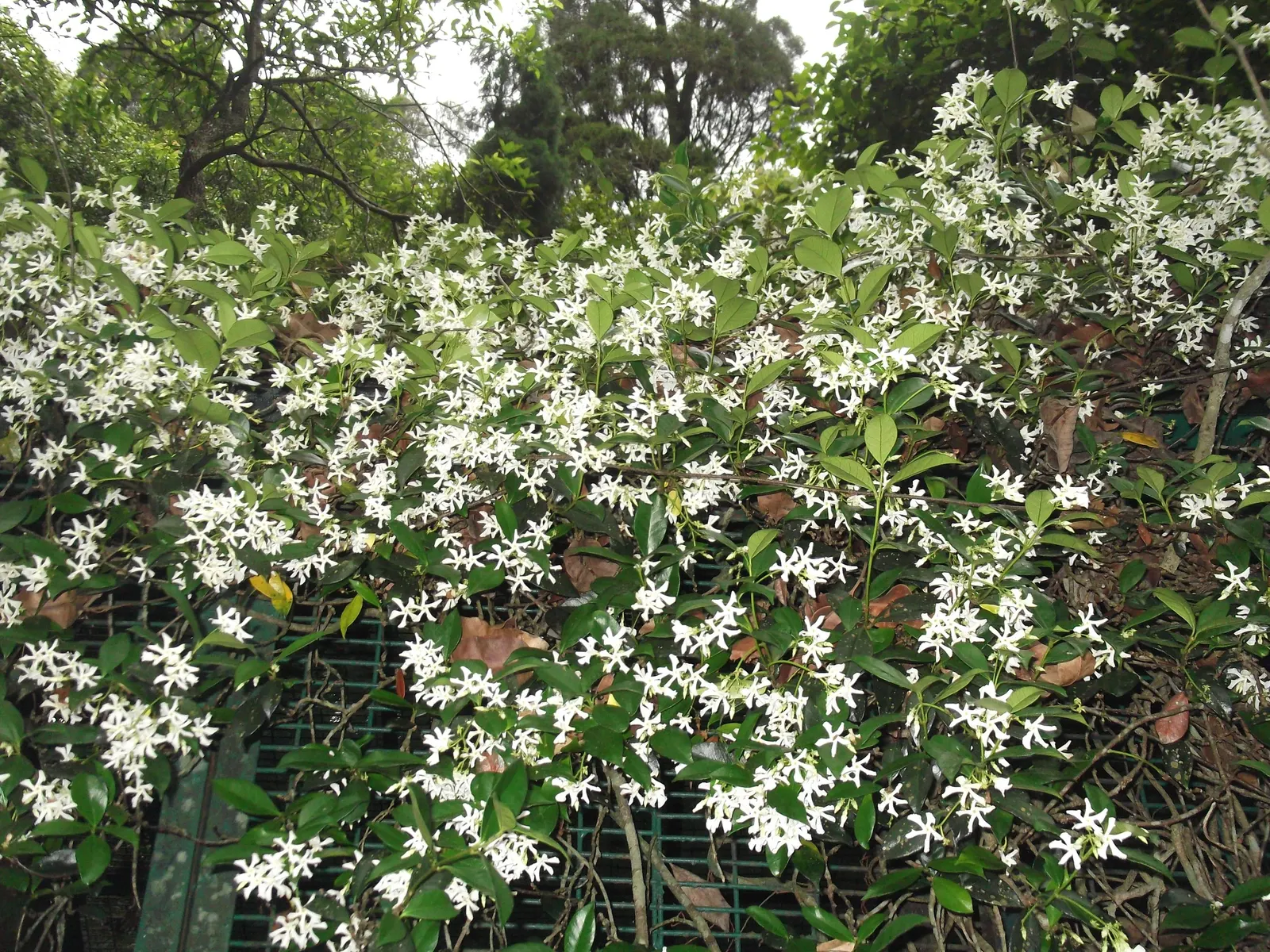 Star Jasmine (Trachelospermum Jasminoides) — Perfect for adding a touch of elegance to any landscape design; <br><br>Providing year-round visual, image 92