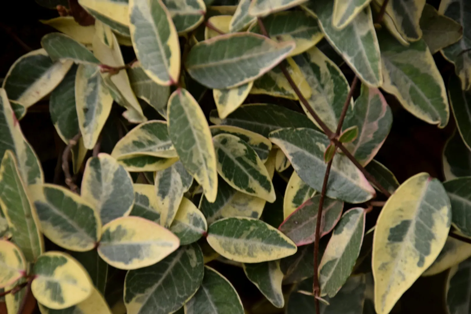 Star Jasmine (Trachelospermum Jasminoides) — it bursts into life with an abundance of star-shaped; its glossy, dark green leaves provide a stark, image 101