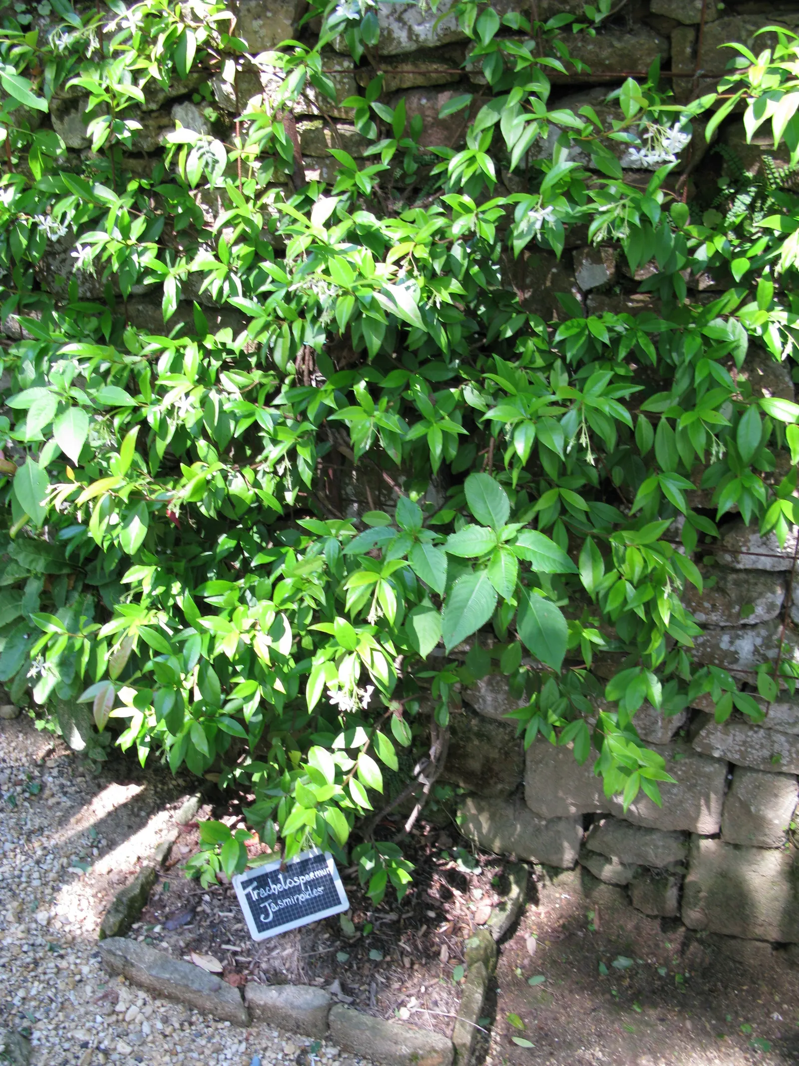 Star Jasmine (Trachelospermum Jasminoides) — For maintenance, minimal pruning is needed to shape the vine and encourage healthier, denser growth, image 78